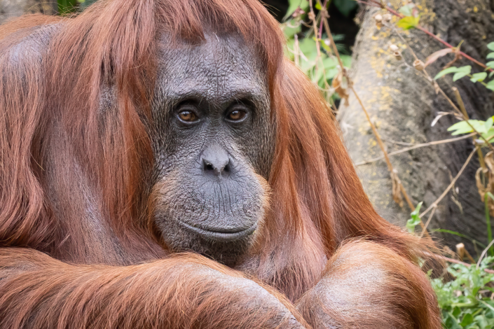 Orangutan