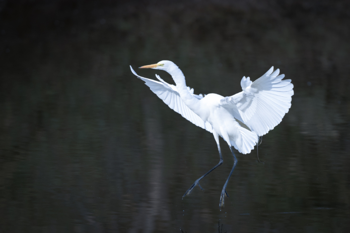 Great White Egret