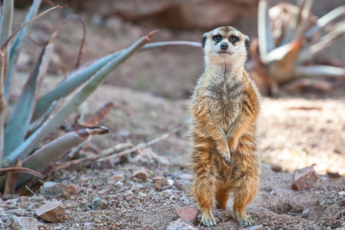 Meerkat